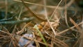 Dangerous ant crawling in forest on brown wild leaves ground. Insect calm life.