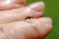 A dangerous Asian bush mosquito Aedes japonicus on the hand of a woman