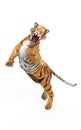 Dangerous Bengal Tiger Isolated on White Background with Clipping Path. Royalty Free Stock Photo