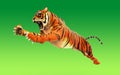 Dangerous Bengal Tiger roaring and jumping isolated