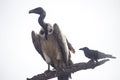 Dangerous Big vulture and crow  on dry tree branch in forest Royalty Free Stock Photo