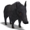 Dangerous black boar is stiff-bristled Royalty Free Stock Photo