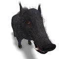 Dangerous black boar is stiff-bristled Royalty Free Stock Photo