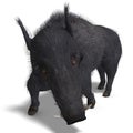 Dangerous black boar is stiff-bristled Royalty Free Stock Photo