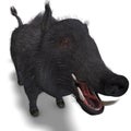 Dangerous black boar is stiff-bristled