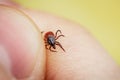 Dangerous blood sucking tick crawling on human skin is caught by hand. Parasite allergenic beetle Royalty Free Stock Photo