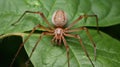 dangerous brown recluse spider Royalty Free Stock Photo