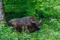 Dangerous bull of european bison in the forest in National park Biescady, Poland