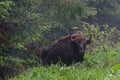 Dangerous bull of european bison in the forest in National park Biescady, Poland