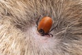 A dangerous carrier of infections, a tick dug into the skin of a cat Royalty Free Stock Photo