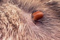 A dangerous carrier of infections, a tick dug into the skin of a cat Royalty Free Stock Photo