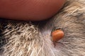 A dangerous carrier of infections, a tick dug into the skin of a cat Royalty Free Stock Photo