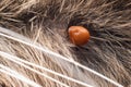 A dangerous carrier of infections, a tick dug into the skin of a cat Royalty Free Stock Photo