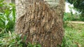 Dangerous caterpillar with indian tree.