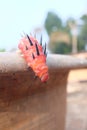 A dangerous Caterpillar negotiating escape route