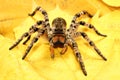 Dangerous creepy tarantula Lycosa singoriensis Royalty Free Stock Photo