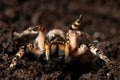 Dangerous creepy wolf spider tarantula ready to attack Royalty Free Stock Photo