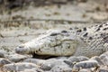 Dangerous crocodile and alligator closeups