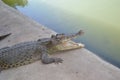 A Dangerous Crocodile open his mouth in Zoo.