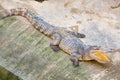 Dangerous crocodile open mouth in farm in Phuket, Thailand. Royalty Free Stock Photo