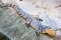 Dangerous crocodile open mouth in farm in Phuket, Thailand. Royalty Free Stock Photo