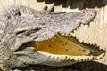 Dangerous crocodile open mouth in farm in Phuket, Thailand. Royalty Free Stock Photo