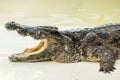 Dangerous crocodile open mouth in farm in Phuket, Thailand. Royalty Free Stock Photo