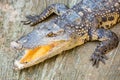 Dangerous crocodile open mouth in farm in Phuket, Thailand. Alligator in Royalty Free Stock Photo