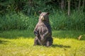 Dangerous cuss Bear sitting on ground Royalty Free Stock Photo