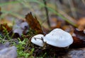 Dangerous deadly poisonous fungus for human health and life Royalty Free Stock Photo