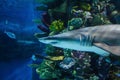 Dangerous deadly shark in akvarium Royalty Free Stock Photo