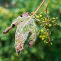 A dangerous disease of grape Mildew - downy mildew lat. Of pla Royalty Free Stock Photo