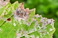 A dangerous disease of grape Mildew - downy mildew lat. Plasmo Royalty Free Stock Photo