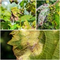 A dangerous disease of mildew grapes lat. Of plasmopara viticola