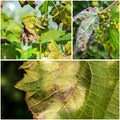 A dangerous disease of mildew grapes lat. Of plasmopara viticola Royalty Free Stock Photo