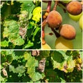 A dangerous disease of mildew grapes lat. Of plasmopara viticola Royalty Free Stock Photo