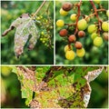 A dangerous disease of mildew grapes lat. Of plasmopara viticola Royalty Free Stock Photo