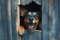 Dangerous Dog\'s Face Peering Through Fence. Royalty Free Stock Photo