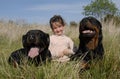 Dangerous dogs and child Royalty Free Stock Photo