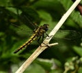 Detail of green beautiful dragonfly