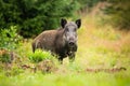Dangerous female of wild boar facing camera on the forest clearing