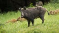 Dangerous female wild boar protecting her little young piglets in springtime.
