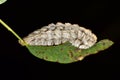 Dangerous Flannel moth caterpillar on a leaf. Royalty Free Stock Photo