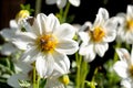 Dangerous flying insects on a flower of ornamental onions