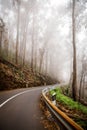 Dangerous foggy road with poor visibility.