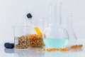 Dangerous food from laboratory agricultural grains and corn wit Royalty Free Stock Photo