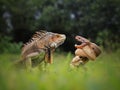 Dangerous friendship of Iguana and the Snake