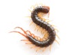 dangerous giant centipede isolate on white