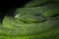 Dangerous green snake. Royalty Free Stock Photo