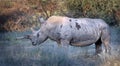 The dangerous huge rhino, Namibia